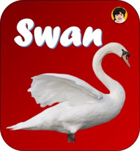 swan flashcard preschoolify