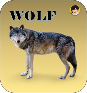 wolf flashcard preschoolify